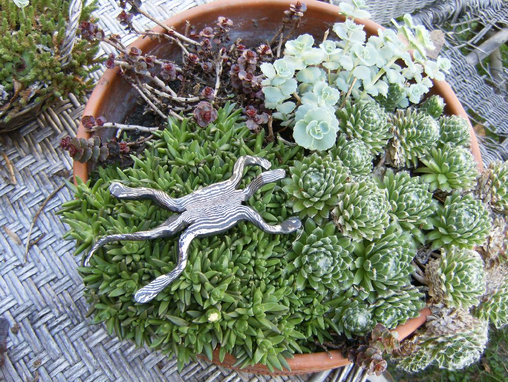 lézard