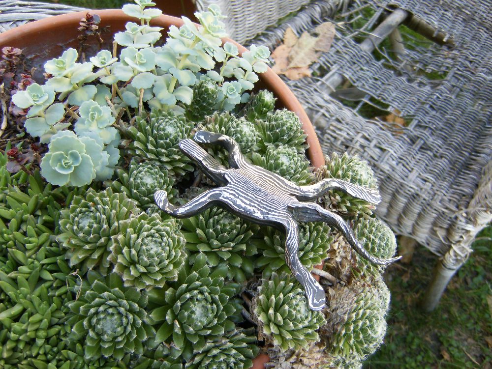 lézard