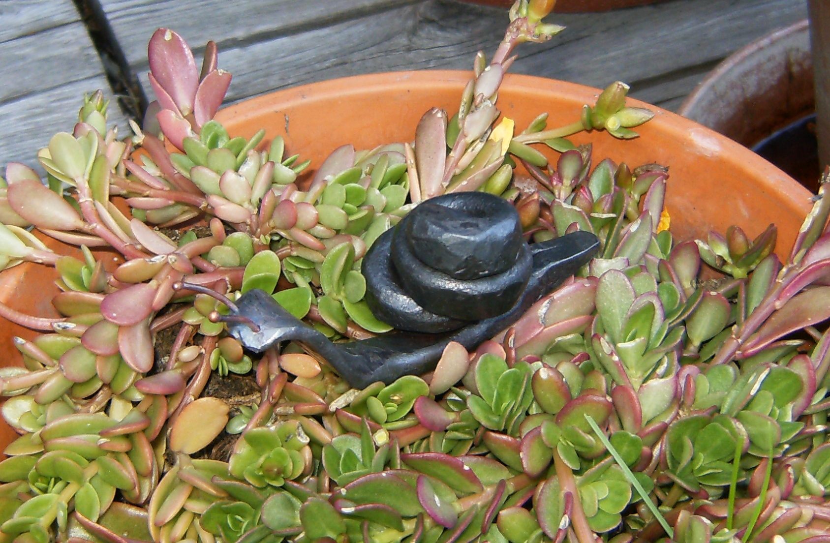 escargot